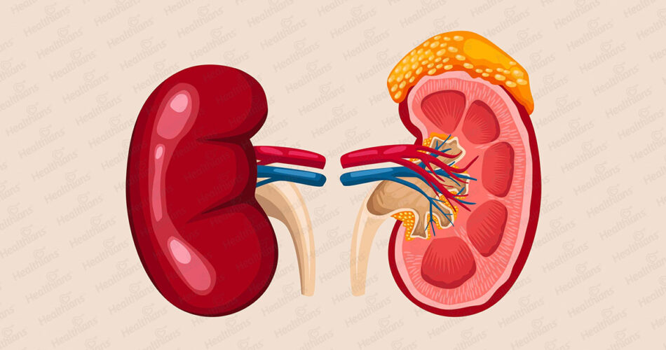 Kidney Profile