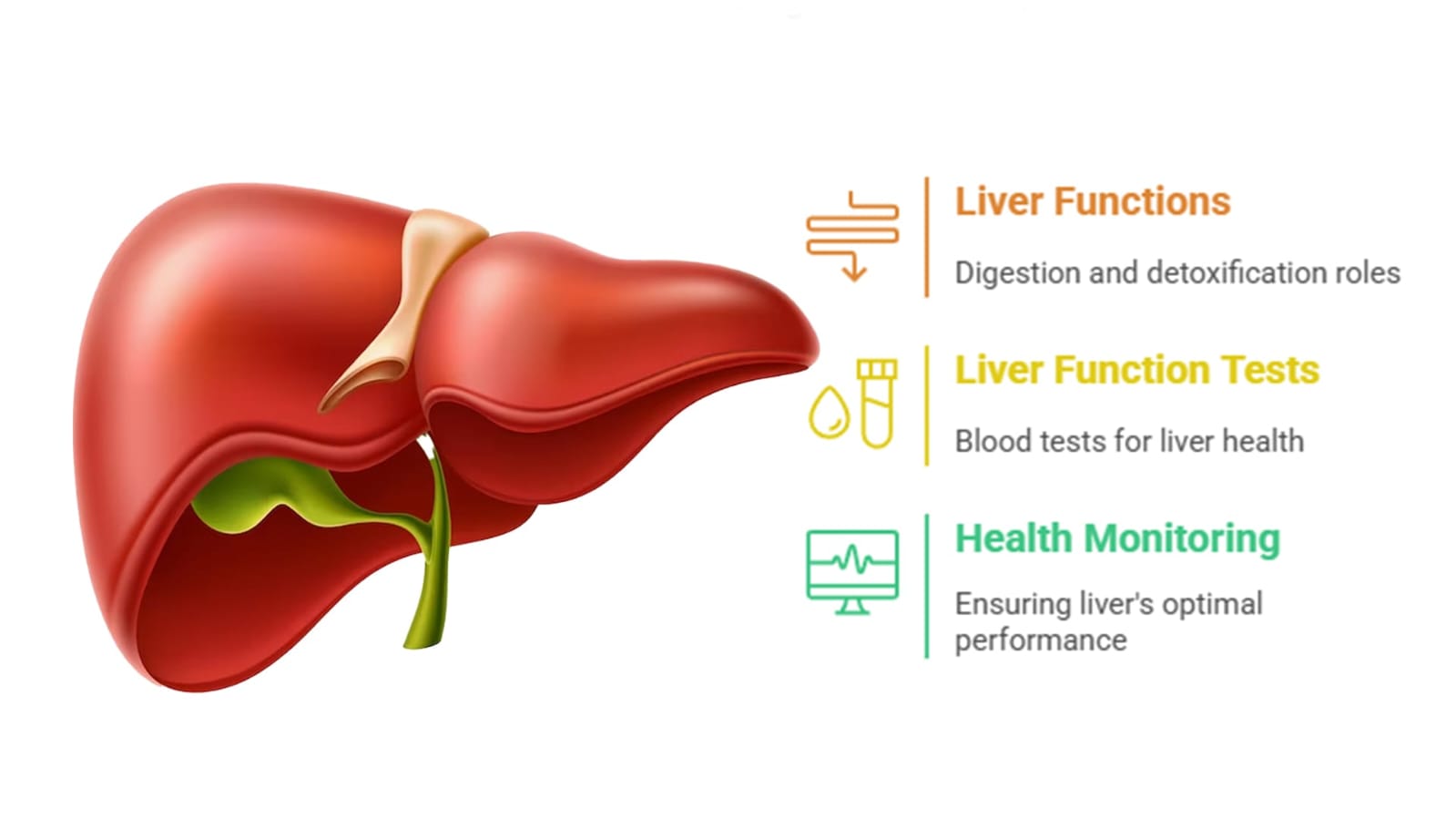 Liver Function Test